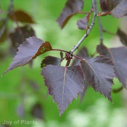 Syringa Reticalata 25-30cm