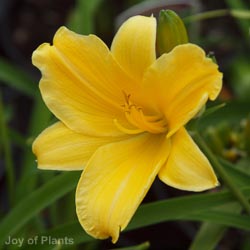 Hemerocallis Stella de Oro