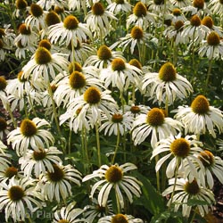 Echinacea purpurea 'White Swan'