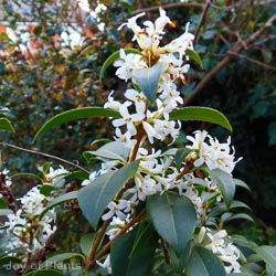 Osmanthus Burkwoodii
