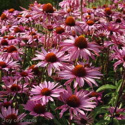 Echinacea purpurea 'Magnus'