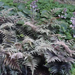Athyrium Niponicum Metallicum 9cm