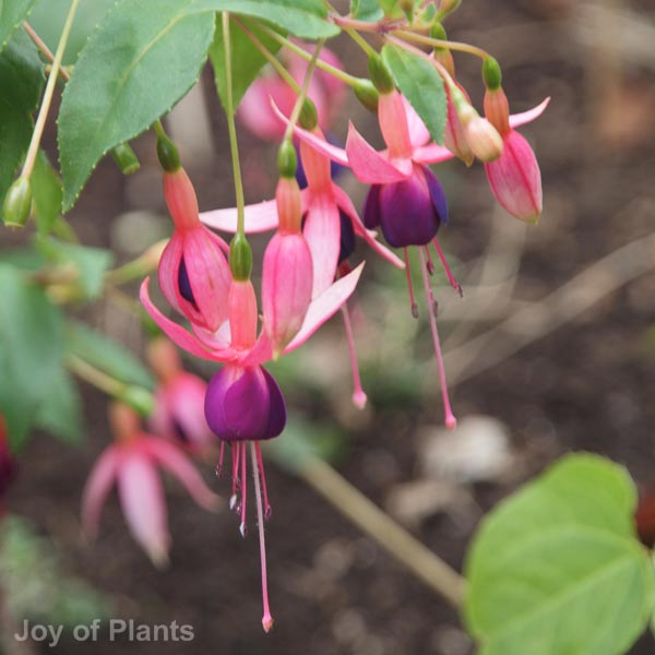 Awaiting product image