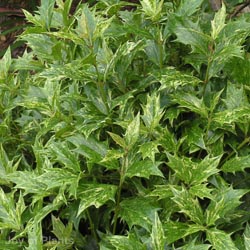 Osmanthus heterophyllus Goshiki