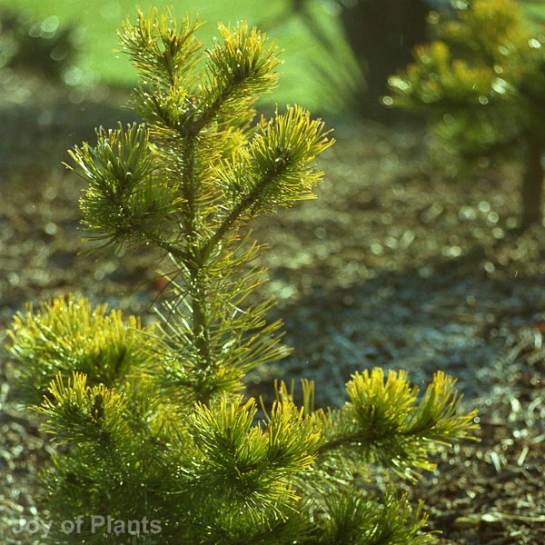 Awaiting product image