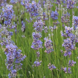 Lavandula Munstead