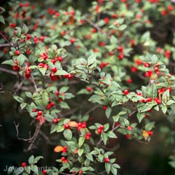 Cotoneaster franchetii