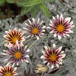 Gazania Strawberry Sundae