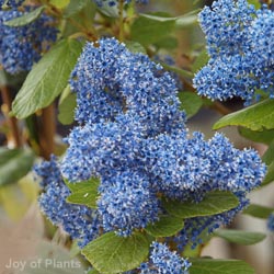 Ceanothus Trewithen Blue