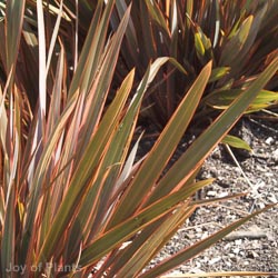 Phormium Rainbow Queen