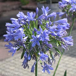 Agapanthus Africanus