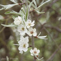 Pyrus salicifolia Pendula