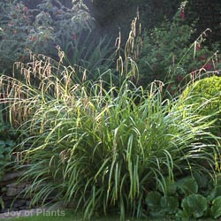Carex pendula