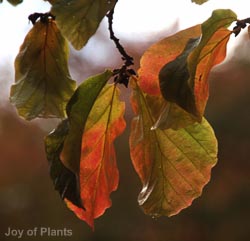 Parrotia persica