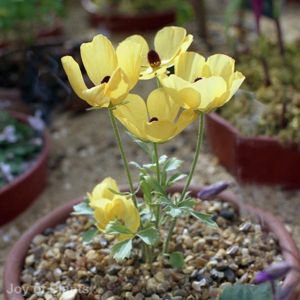 Awaiting product image