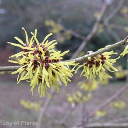 Hamamelis int. Westerstede
