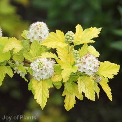 Physocarpus Opulifolius Darts Gold