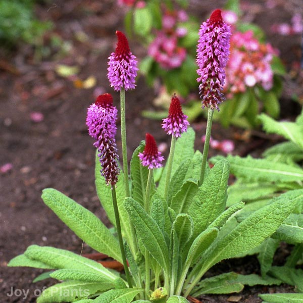 Awaiting product image