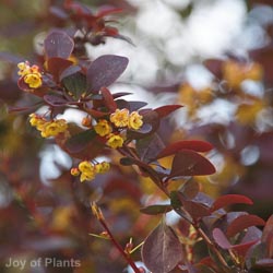 Berberis ottawensis Superba