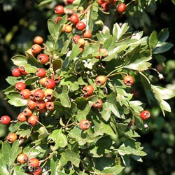 crataegus monogyna