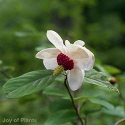 Magnolia Sieboldii