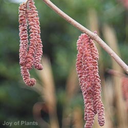 Corylus maxima Purpurea