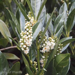 Prunus Otto Luyken