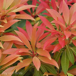 Pieris Forest flame