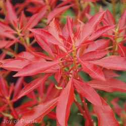 Pieris Japonica Mountain Fire