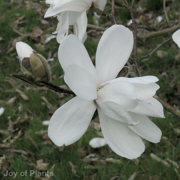 Awaiting product image