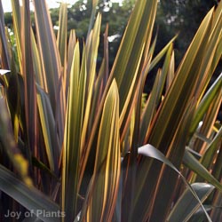 Phormium Tenax Sundowner