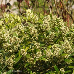 Skimmia confusa Kew Green