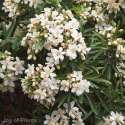 Choisya 'Aztec Pearl'