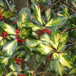 Ilex Nellie Stevens Pleach 16-18cm
