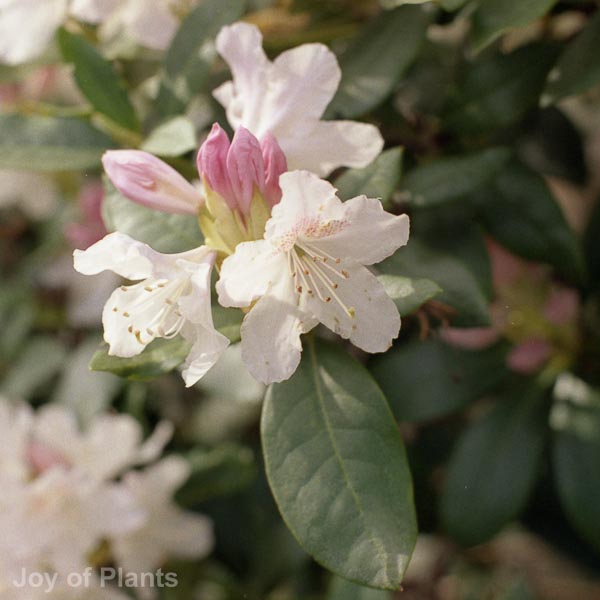 Awaiting product image