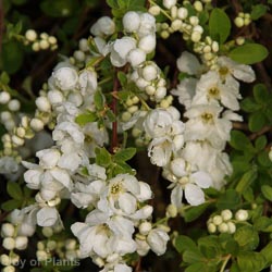Exochorda Macrantha The Bride 1.2m 20L