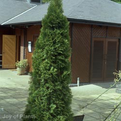 Thuja Smaragd