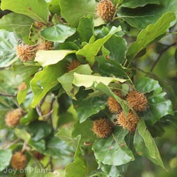 Fagus sylvatica