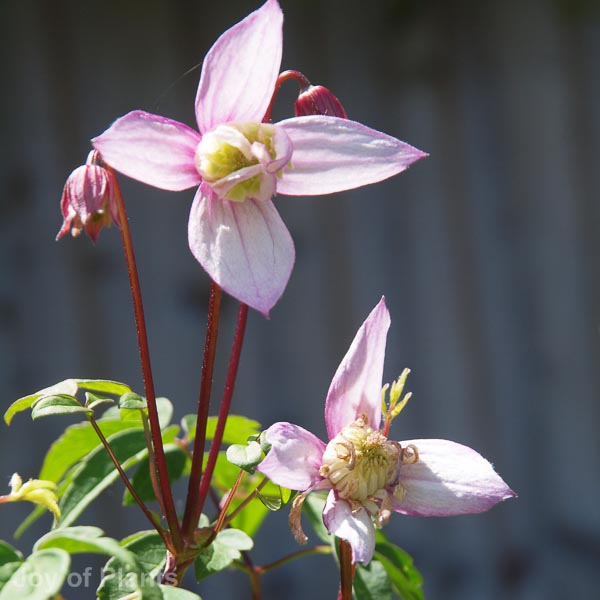 Awaiting product image