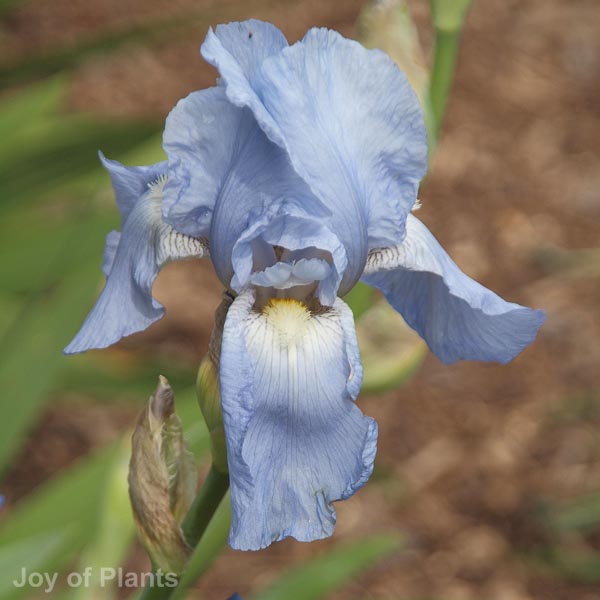 Awaiting product image