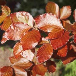 Fagus Sylvatica Purpurea Fountain
