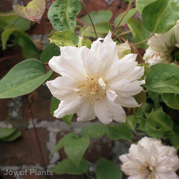 Awaiting product image