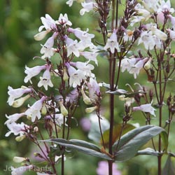 Penstemon digit. Husker Red