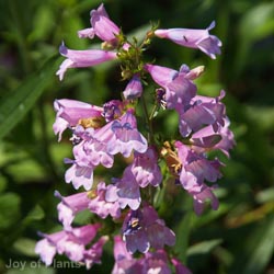Penstemon 'Catherine de la Mare'