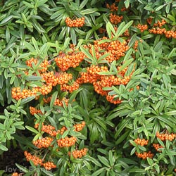 Pyracantha mix