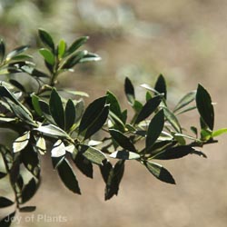 Ilex crenata