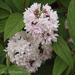 Deutzia Pink Pompom