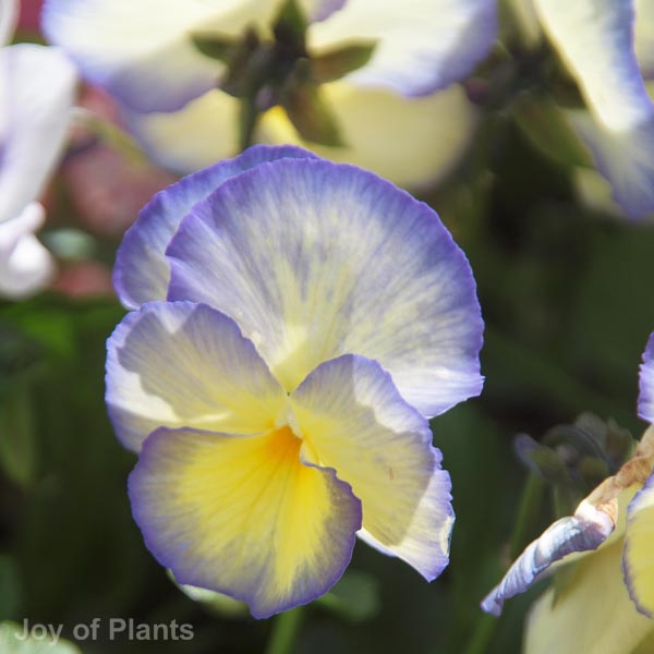 Awaiting product image