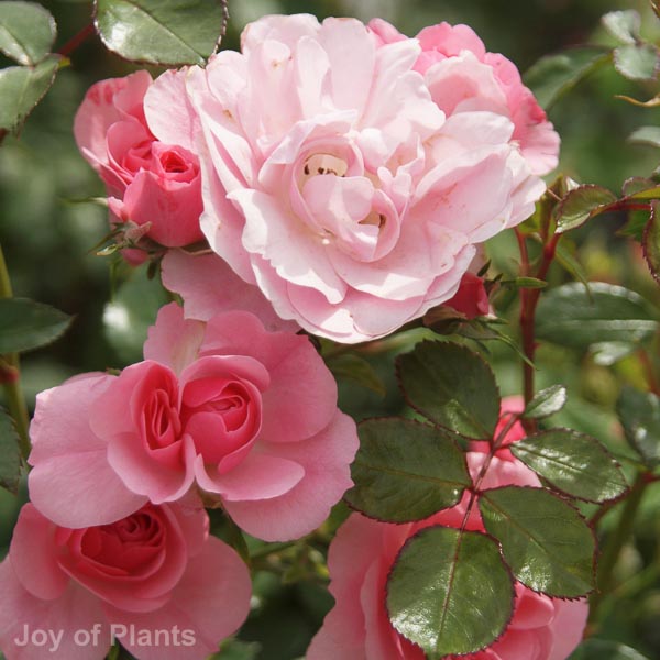 Awaiting product image