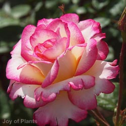 Rose Handel
